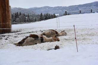 Pferde im Schnee