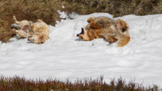 der letzte Schnee