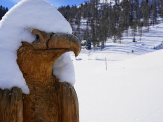 Adler mit Schneehaube