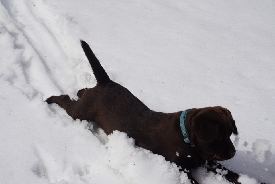 Benko´s erster Schnee im Mai