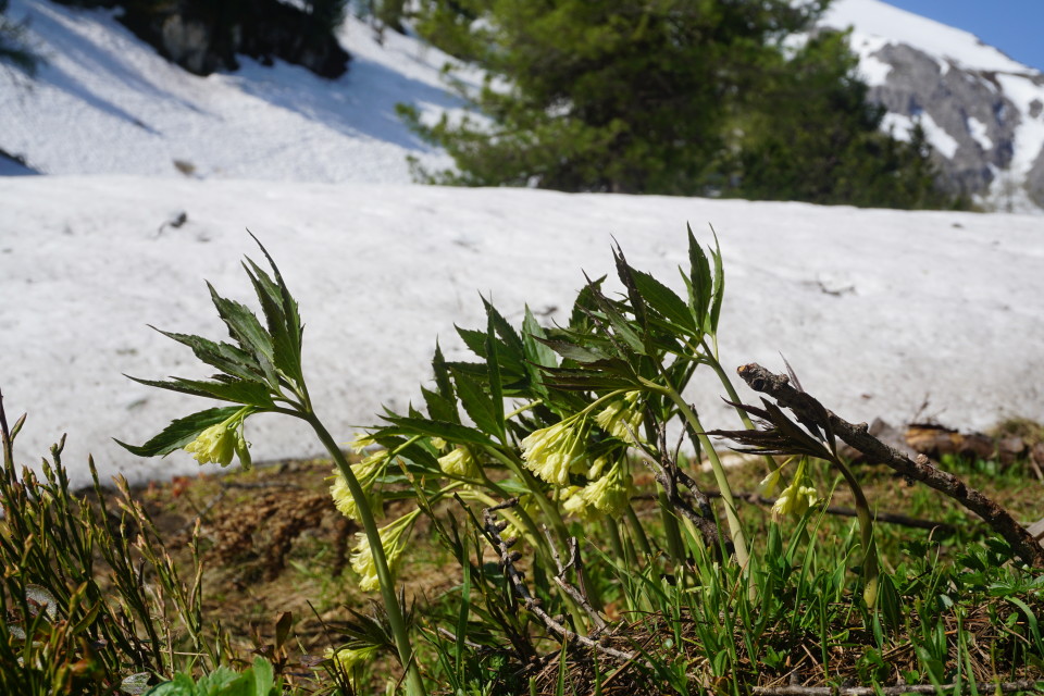 Schnee weg - Blume da ;-)