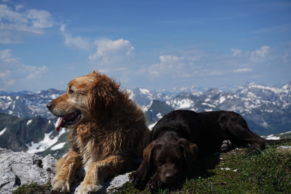 Rast auf der Lungauer Kalkspitze