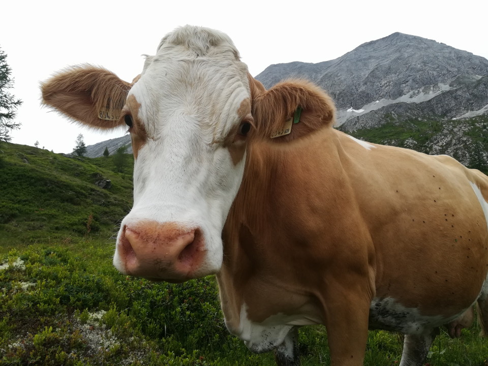 Gretl in der Alm