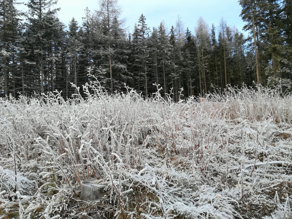 wunderschöner Rauhreif