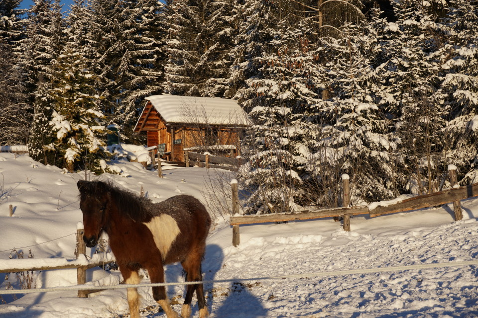 Wintergenuss auch für die Pferde