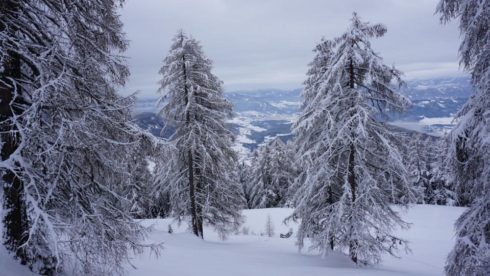 Lärchen im Winterkleid