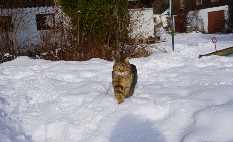 Lux souverän im Schnee