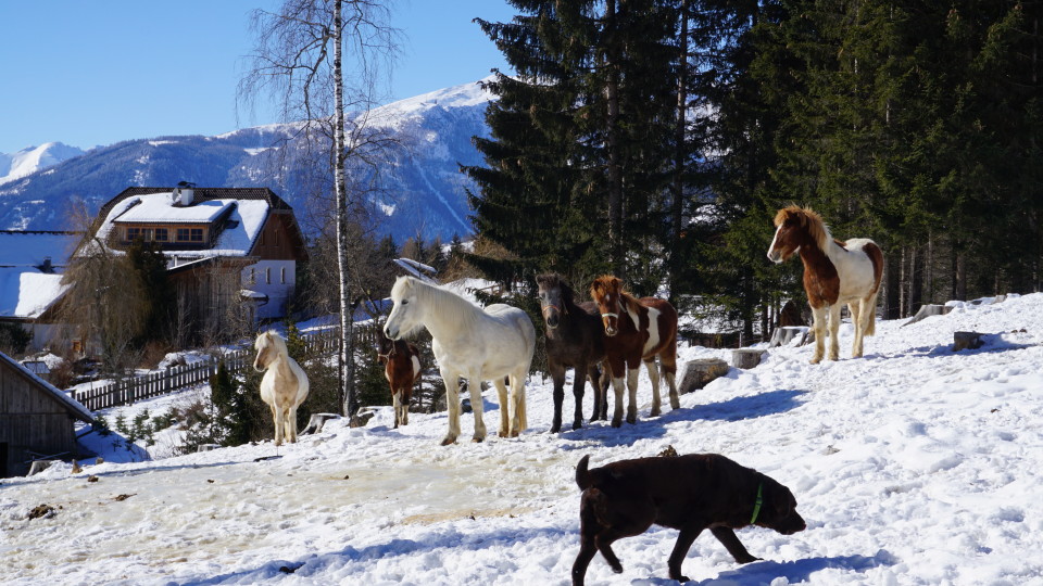 Pferde im Winterauslauf