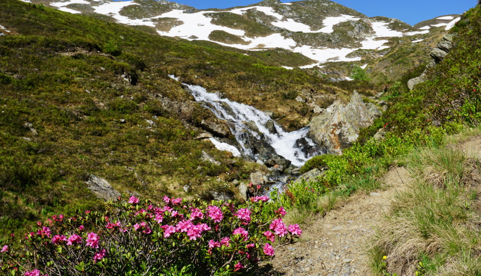 der erste "Almrausch" (Alpenrose)