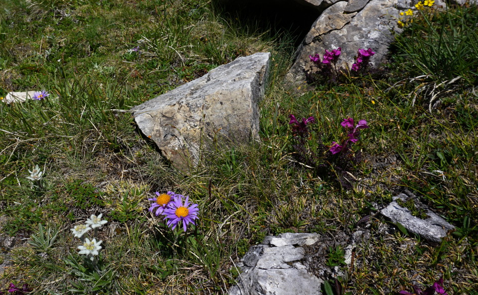 Blumenpracht am Weg zum Silbereck