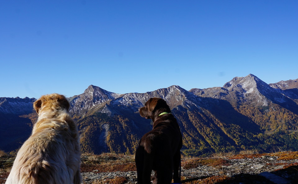 Blick vom Fanningbergkamm zu Schareck und Weisseneck