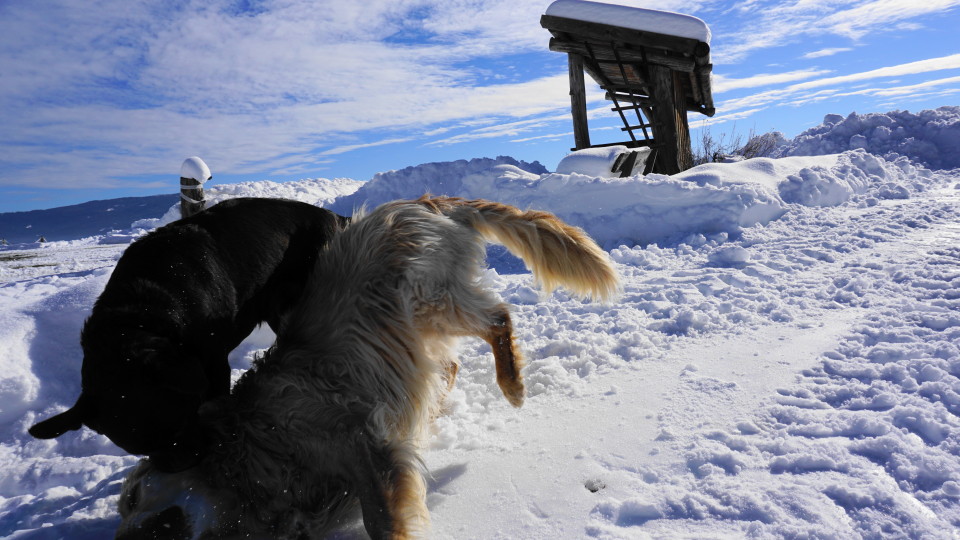 "wilde" Rauferei im Schnee