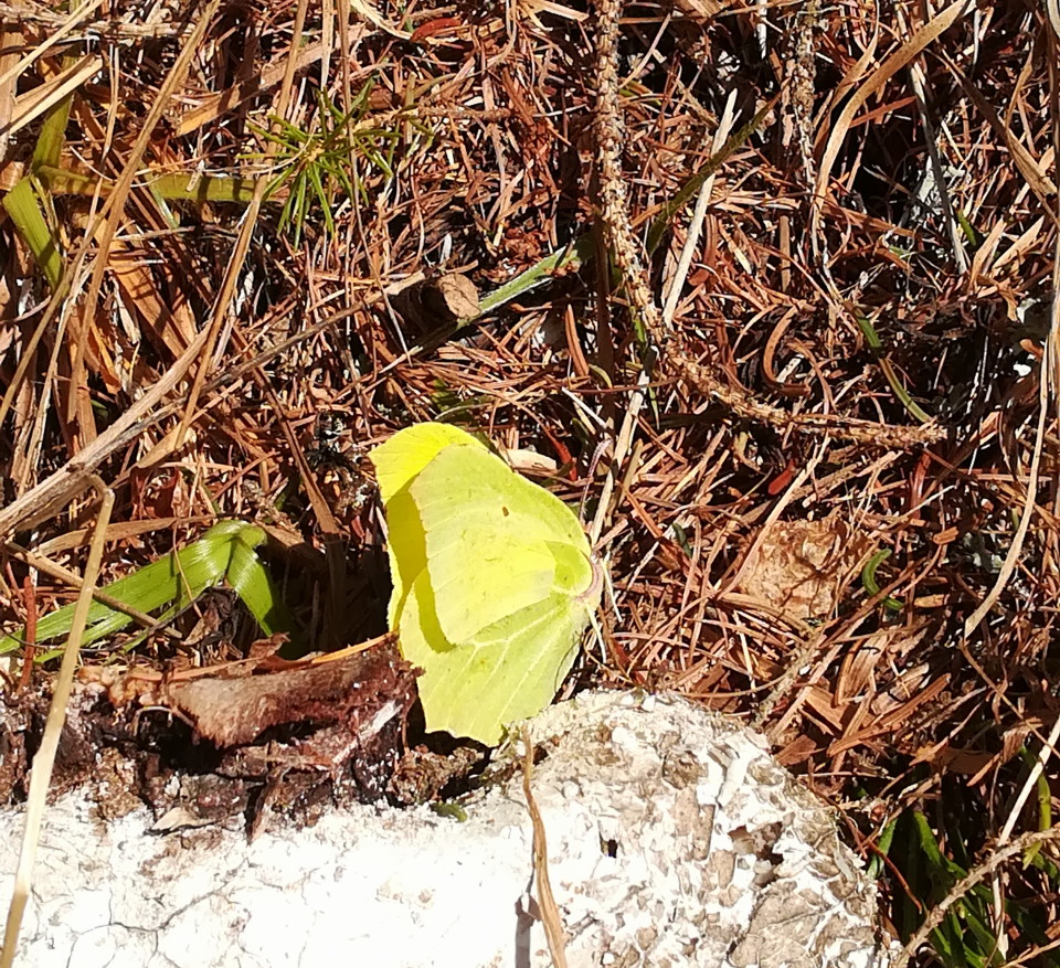 der erste Schmetterling