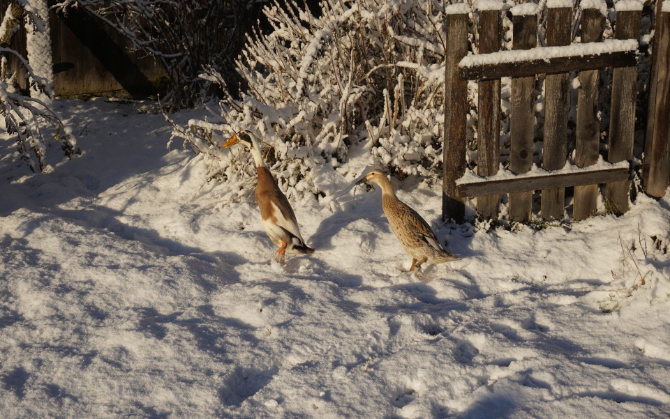 "winterharte" Enten :-)