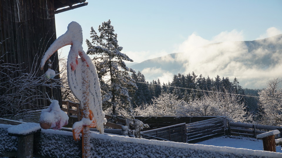 Storch gelandet - aber nicht im Schnee....