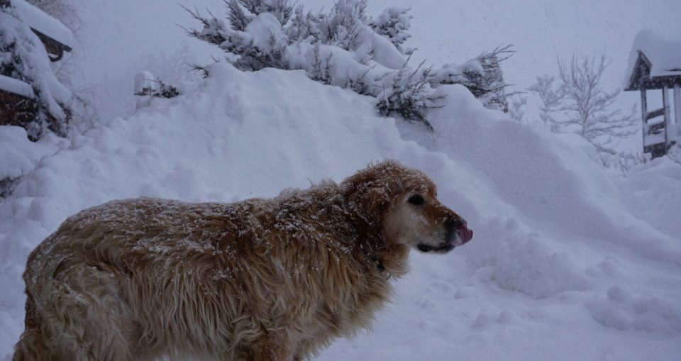 Loki schleckt sich die Schneeflocken von der Nase