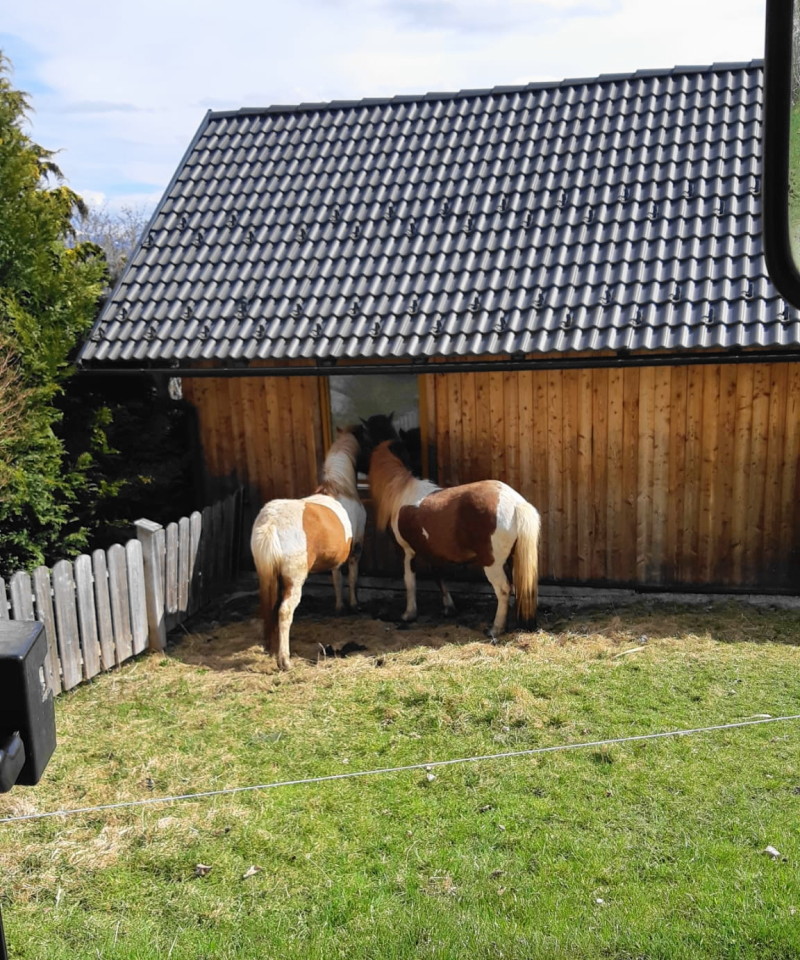 2 neugierige Pferde ;-)