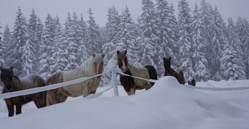 Winter wie er uns gefällt