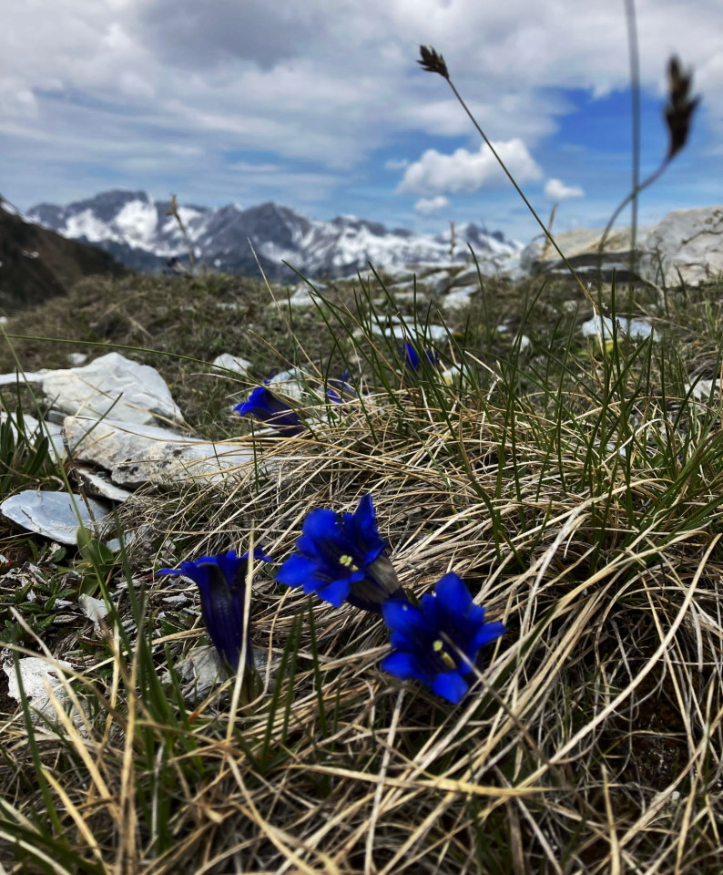 erste Blumenpracht am Berg
